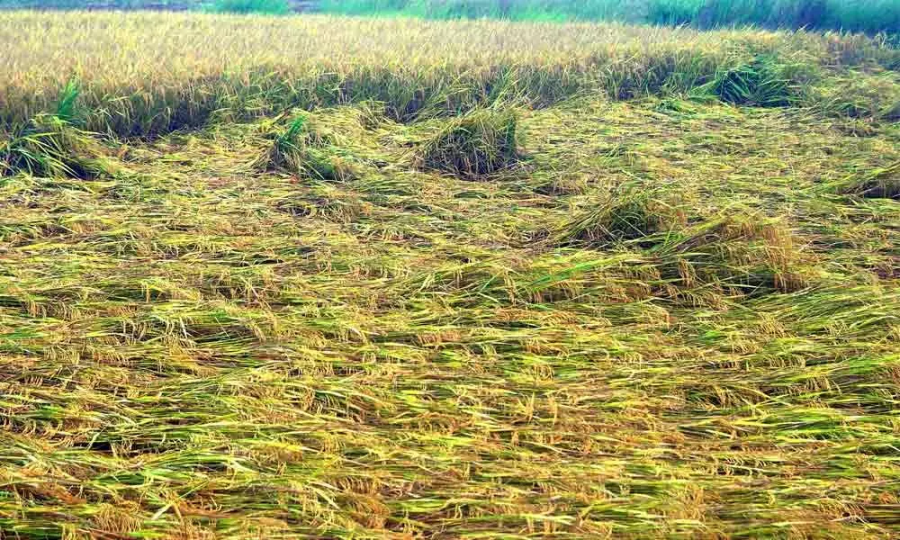 Crops damaged at Nunnavillage near Vijayawada on Friday 	-Photo: Ch Venkata Mastan