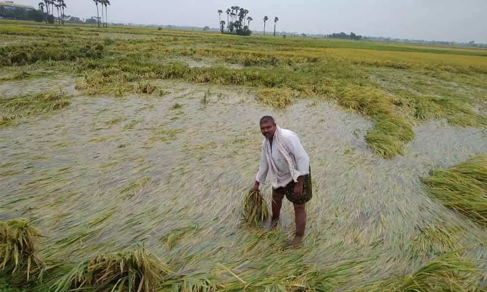 Rains render Rs164 crore loss to agriculture sector in Kadapa
