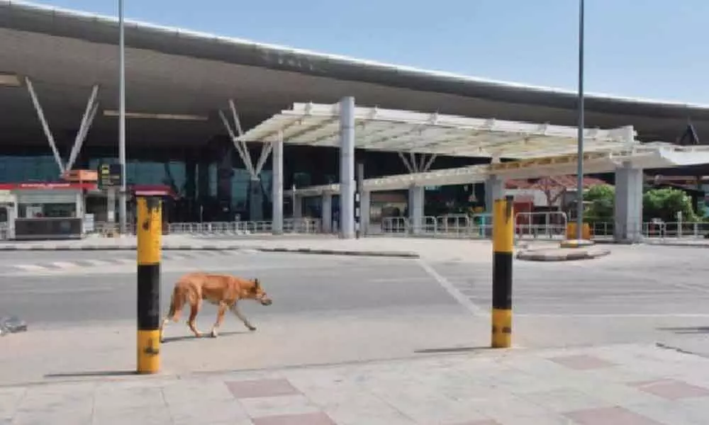 500 kg prohibited items seized every week at Bengaluru airport