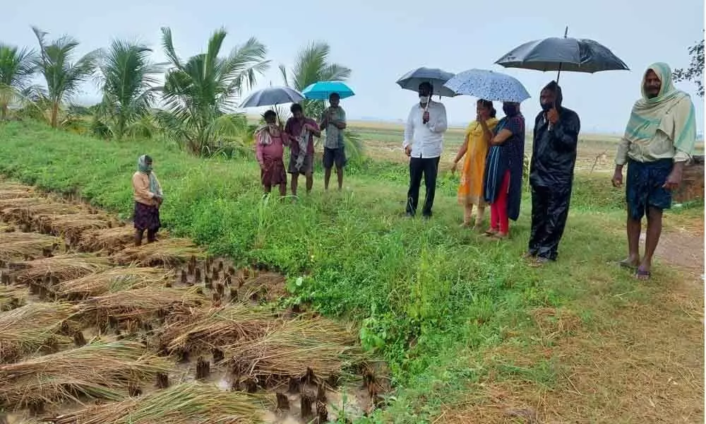Agriculture department officials inspecting paddy fields in Munagala village on Friday