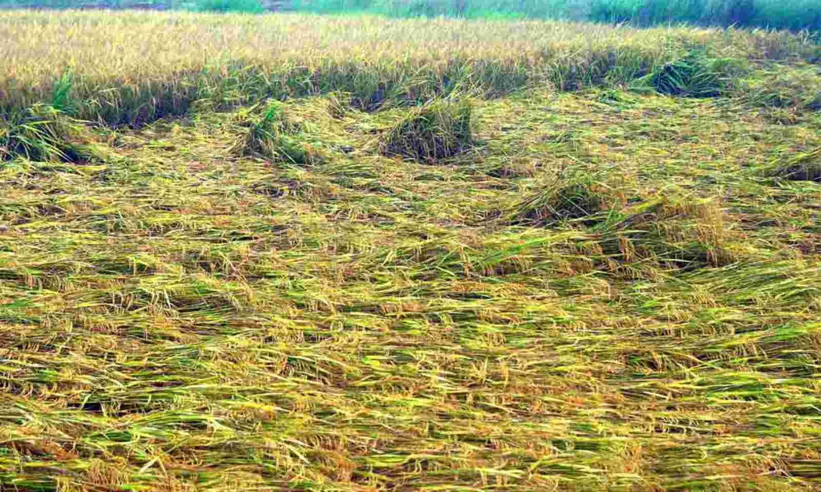 93,872 ha paddy crop damaged in Krishna district