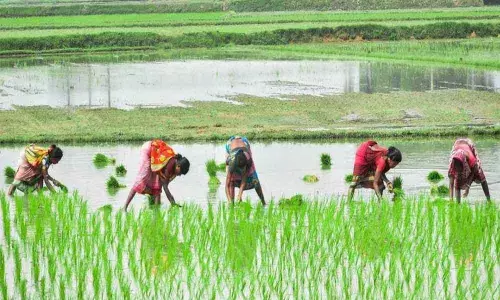 Cyclone Nivar pushes Khammam district farmers into losses