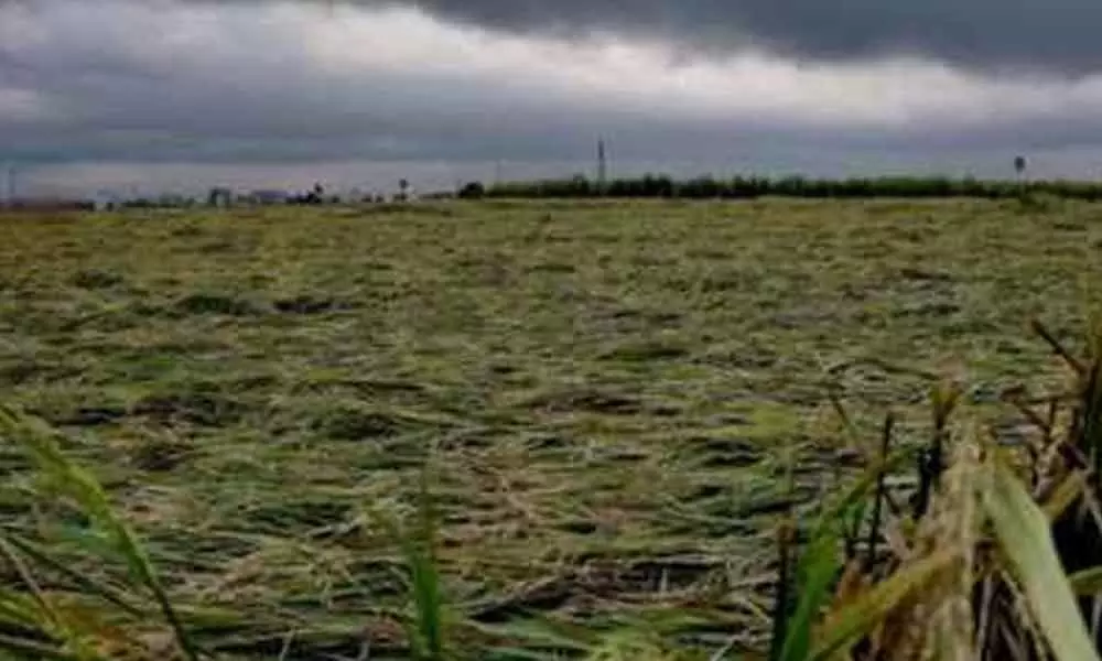 Incessant rains damage crops in several hectares in Kurnool