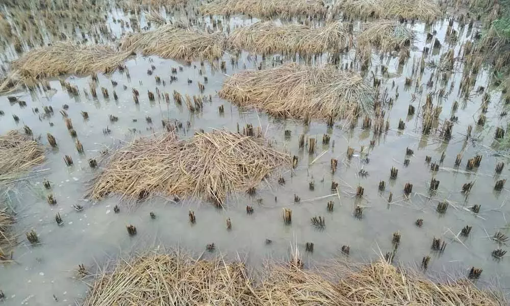 Inundated paddy at Gorinta village in Ponduru mandal in Srikakulam district