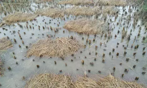 Inundated paddy at Gorinta village in Ponduru mandal in Srikakulam district