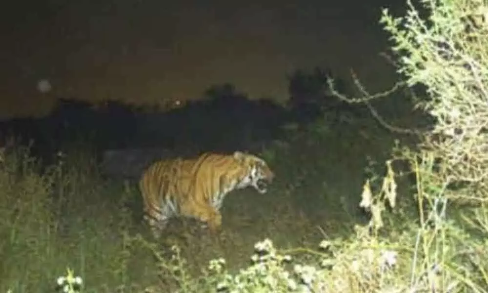 Rumours about tiger’s presence go viral; panic grips Shamshabad