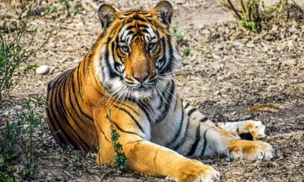Tiger kills tribal girl in Asifabad