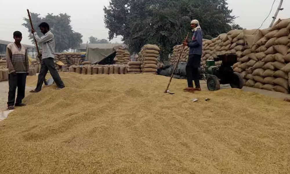 Farmers face trouble as millers reject to buy paddy over moisture