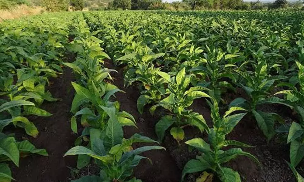 Tobacco crop worst hit in 3 districts due to cyclone