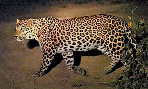 For representational purpose