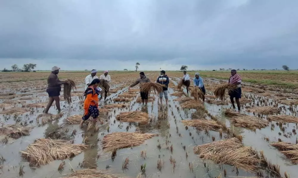 Paddy crop inundated in Repalle mandal of Guntur district (file photo)