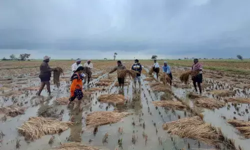 Paddy crop inundated in Repalle mandal of Guntur district (file photo)