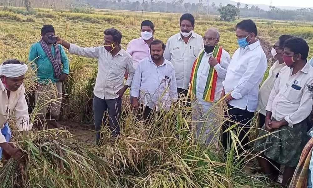 Former TDP MLA Penduthi Venkatesh visiting damaged paddy fields at Kanupur village on Wednesday
