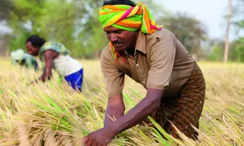 Millers advised to follow paddy procurement norms