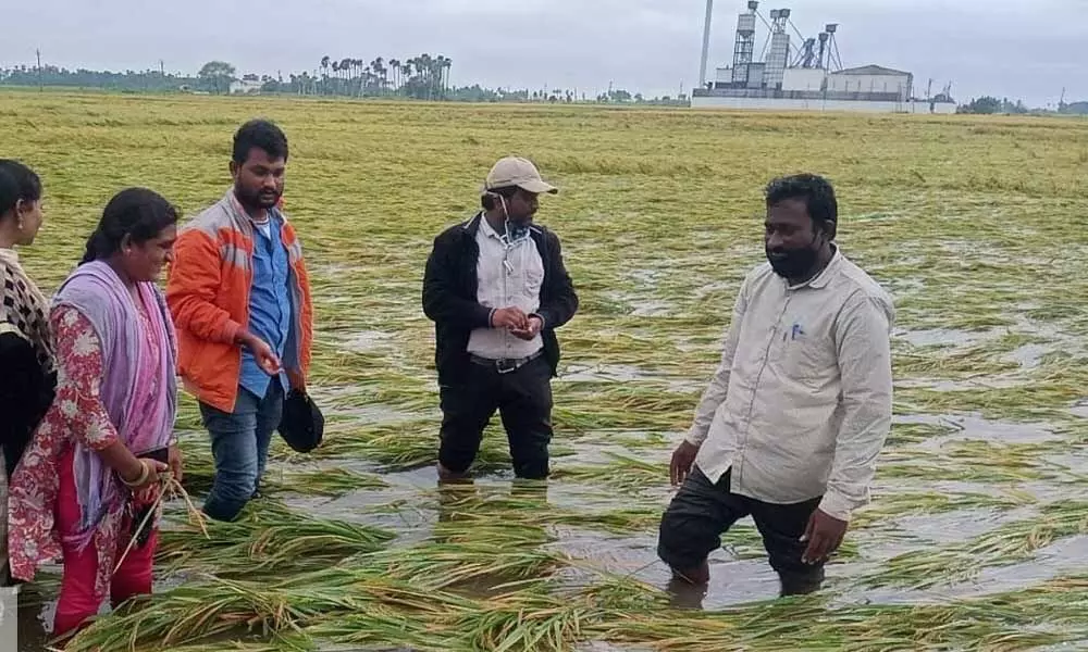 Agriculture officials visiting damaged paddy fields due to Cyclone Nivar in Bhattiprolu mandal of Guntur district (file photo)