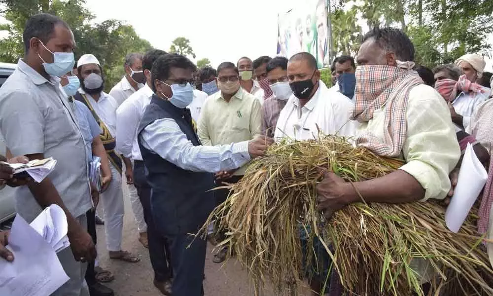 District Collector I Samuel Anand Kumar examining the damaged paddy at Vemuru in Guntur district on Friday