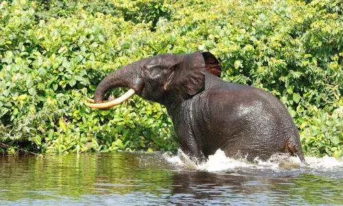 ‘Restore elephant corridor in BNP to original size’