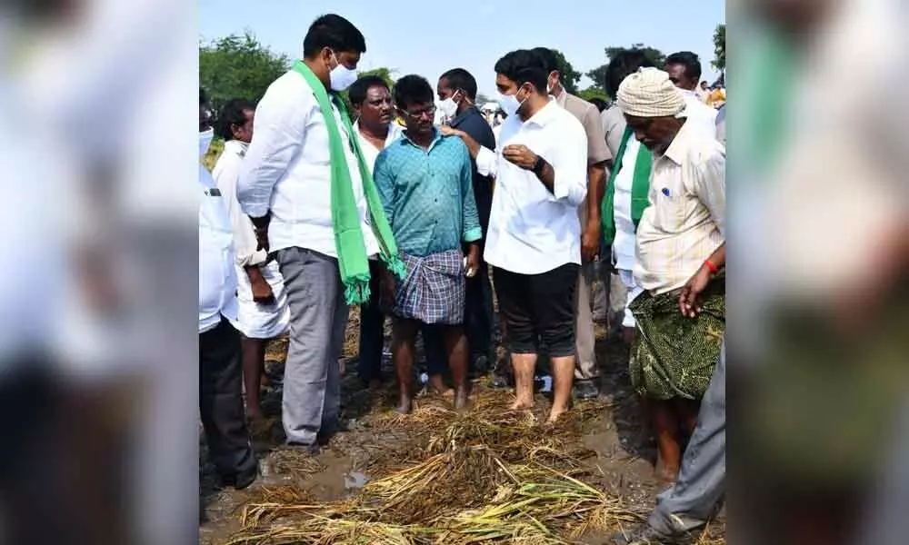 TDP national general secretary Nara Lokesh Naidu examining crops damaged by Cyclone Nivar in Ponnuru Assembly constituency in Guntur district on Saturday