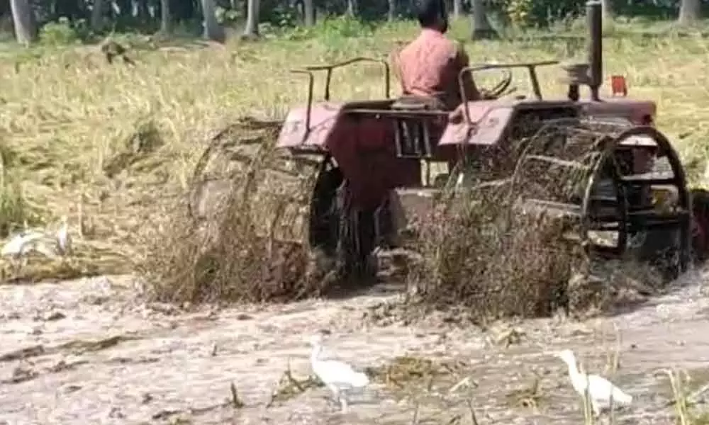 A farmer destroying paddy crop by ploughing with a tractor