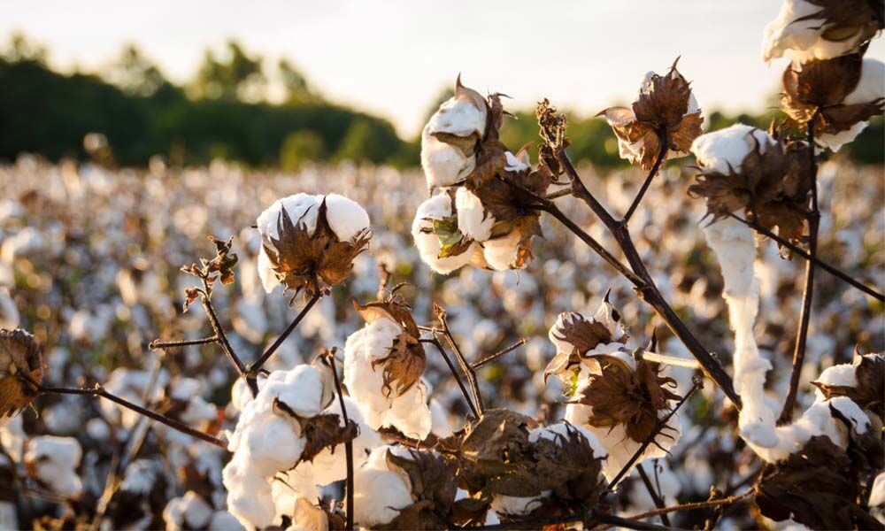 Telangana Government's nudge to spur global demand for cotton