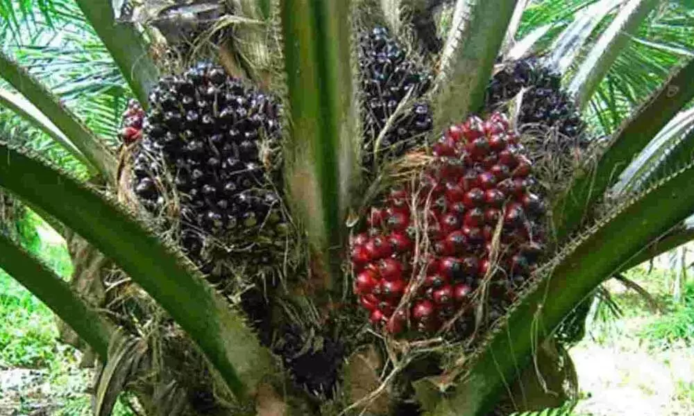 Fillip to oil palm cultivation in Telangana