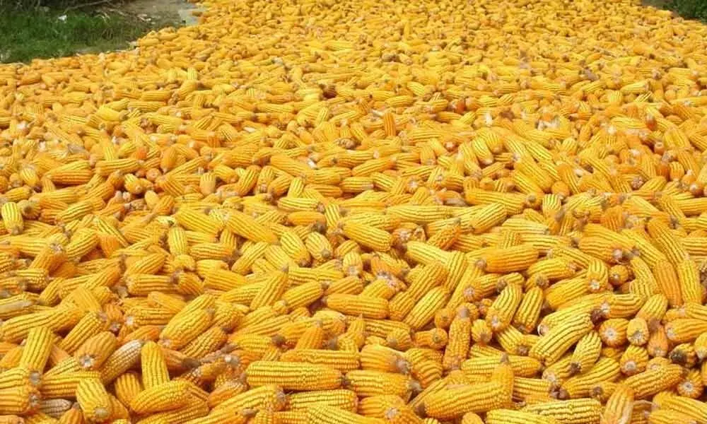 Maize produce stored at Krishnapuram in Ponduru mandal