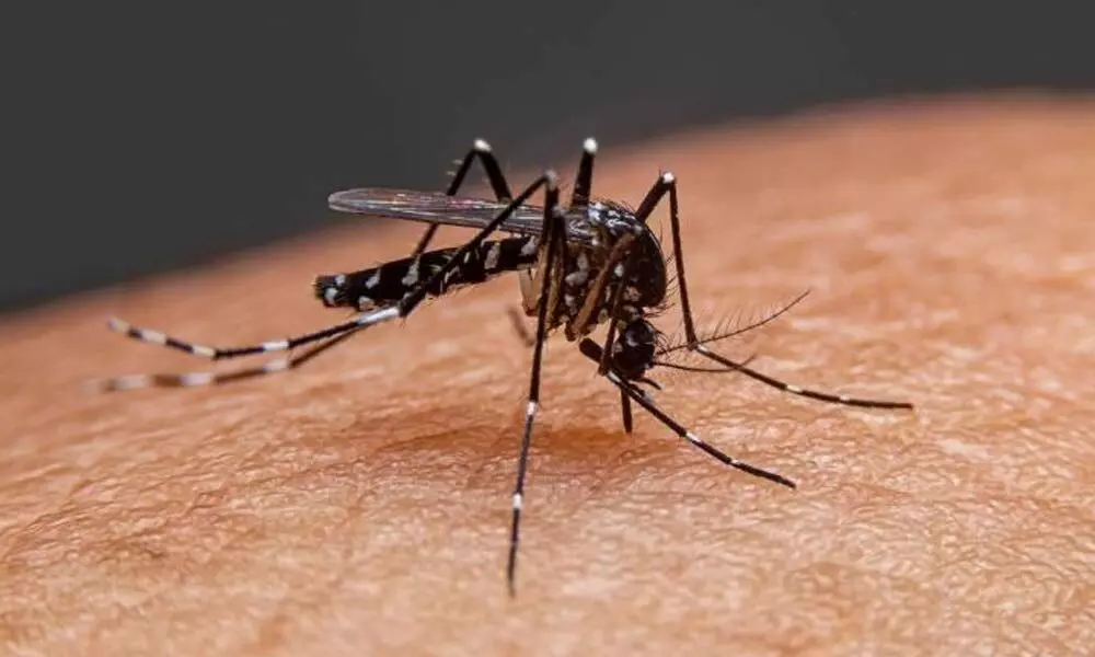 Malaria, dengue scare people after Covid in East Godavari district