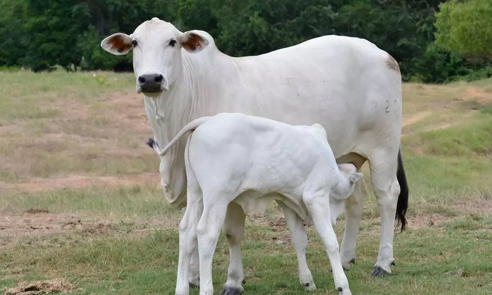 Should cow be made national animal?