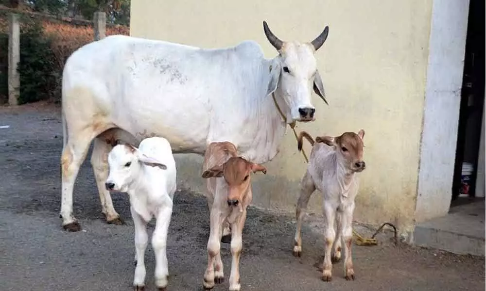 Should cow be declared national animal?