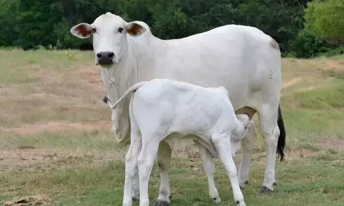 National animal: Should cow replace tiger?