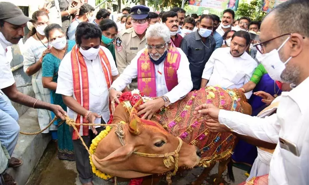 TTD Chairman Y V Subba Reddy presenting a cow to Sri Bala Tripura Sundari temple as part of Gudiko Gomata programme in Kakinada on Saturday