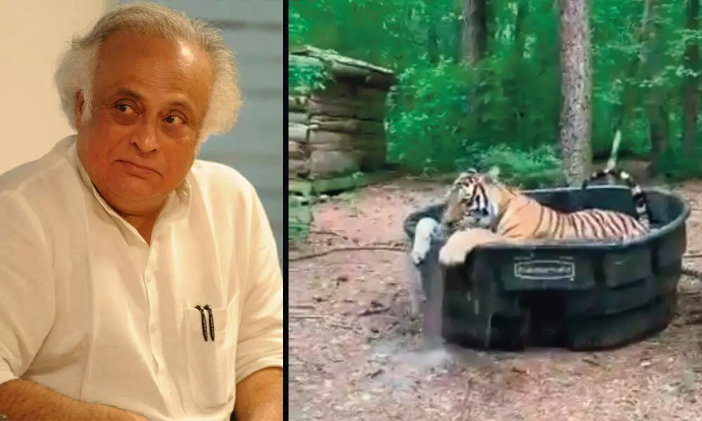 Jairam Ramesh trolled for sharing tiger video on Twitter