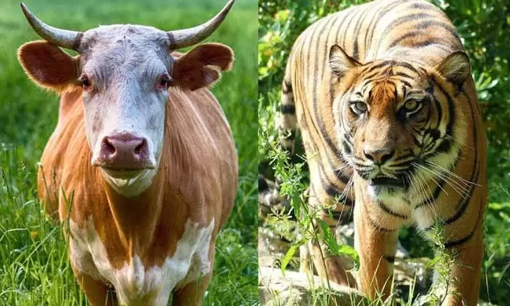 which should be the national animal - Tiger or Cow ?