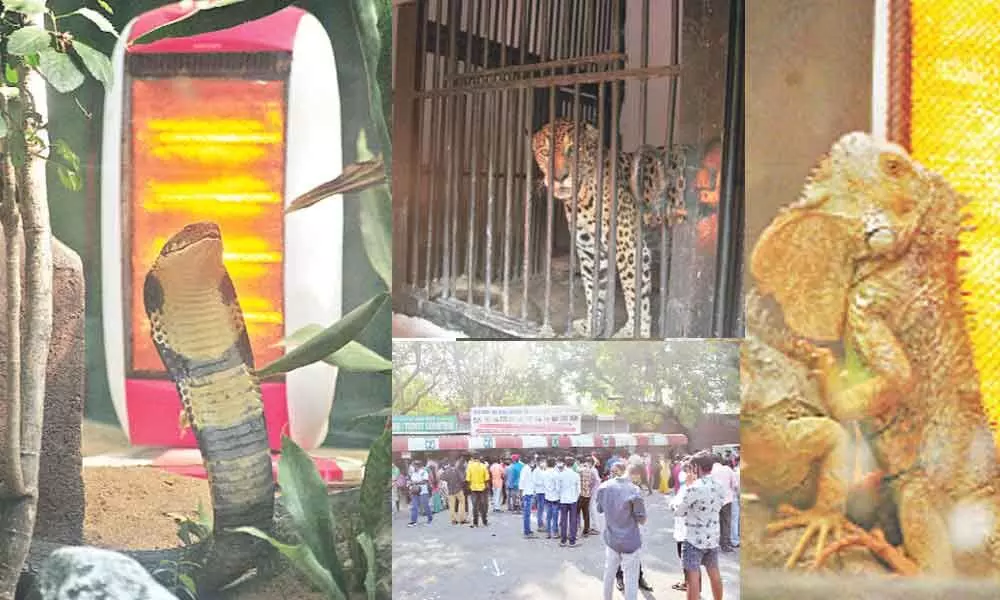 Hyderabad: Special arrangements to keep zoo inmates warm