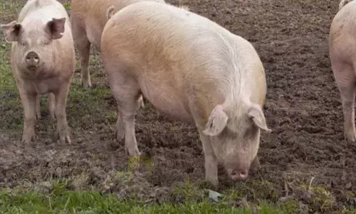 Woman eaten by pigs after death in Achampet