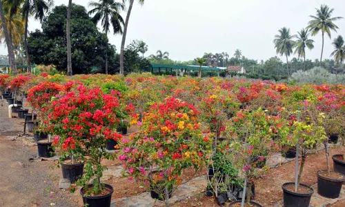 Kadiyam Nursery