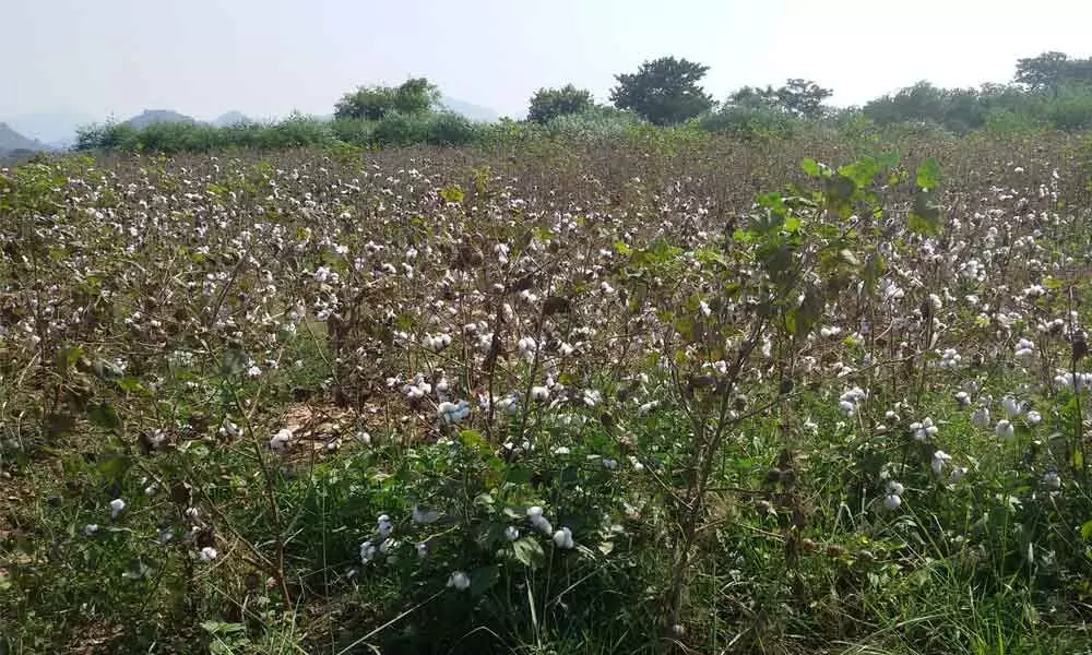 Cotton crop cultivated at Pathivadapalem in Ranastalam mandal in Srikakulam district