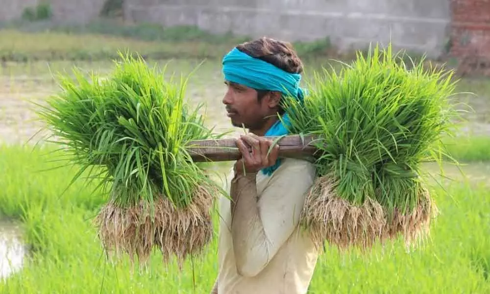 IIT-Guwahati develops AgSpeak to help farmers manage crops