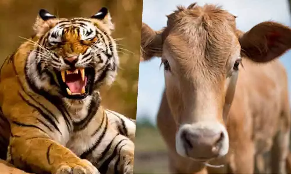 which should be the national animal - Tiger or Cow ?