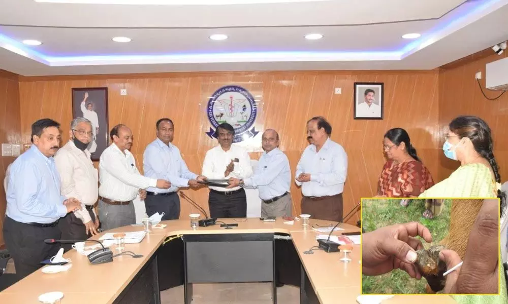 Officials of SVVU and representatives of Indian Immunological Ltd, Hyderabad, exchanging an MoU in Tirupati on Tuesday.  and  Foot rot disease in a sheep.