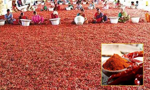 Guntur chilli to have its own brand