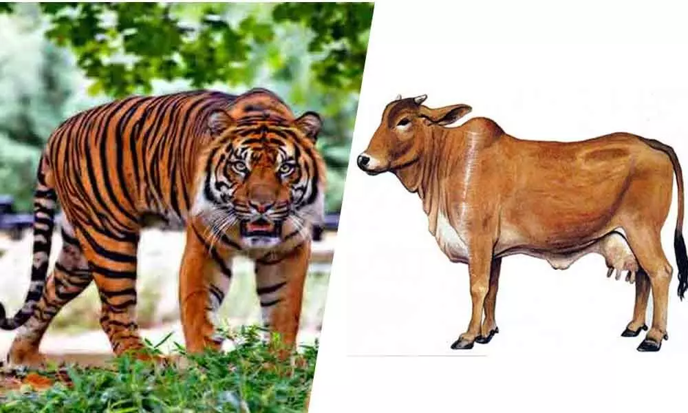 Which should be the national animal - Tiger or cow?