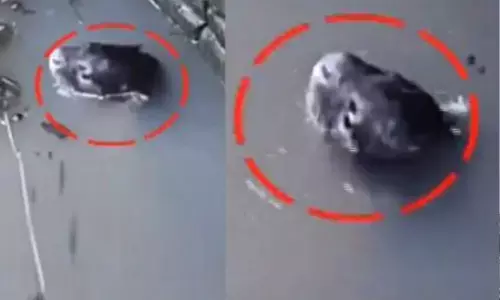 East Godavari: Strange animal creates tension in Alamuru, forest officials plunge to find