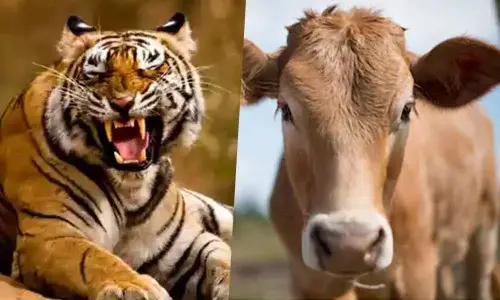 National animal: Should cow replace tiger?