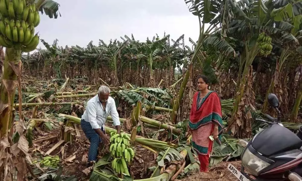 Banana gardens damaged due to Cyclone Nivar at Penumaka in Guntur district (file photo)