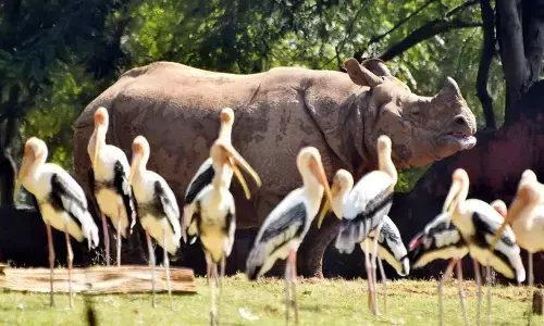 Indira Gandhi Zoological Park bounces back to life after enduring a revenue loss for almost eight months in Visakhapatnam