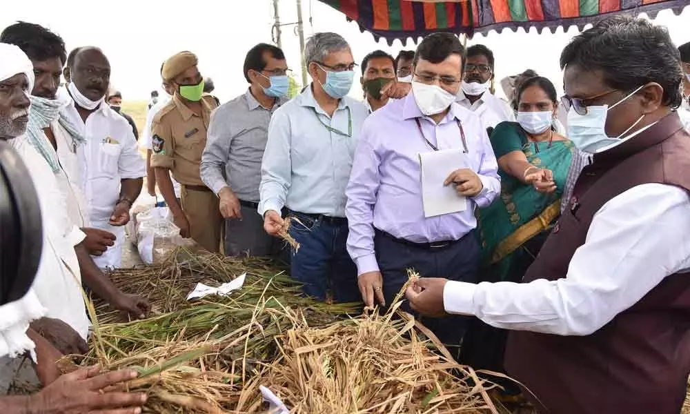 Inter-Ministerial team members inspecting damaged paddy in Guntur district on Friday