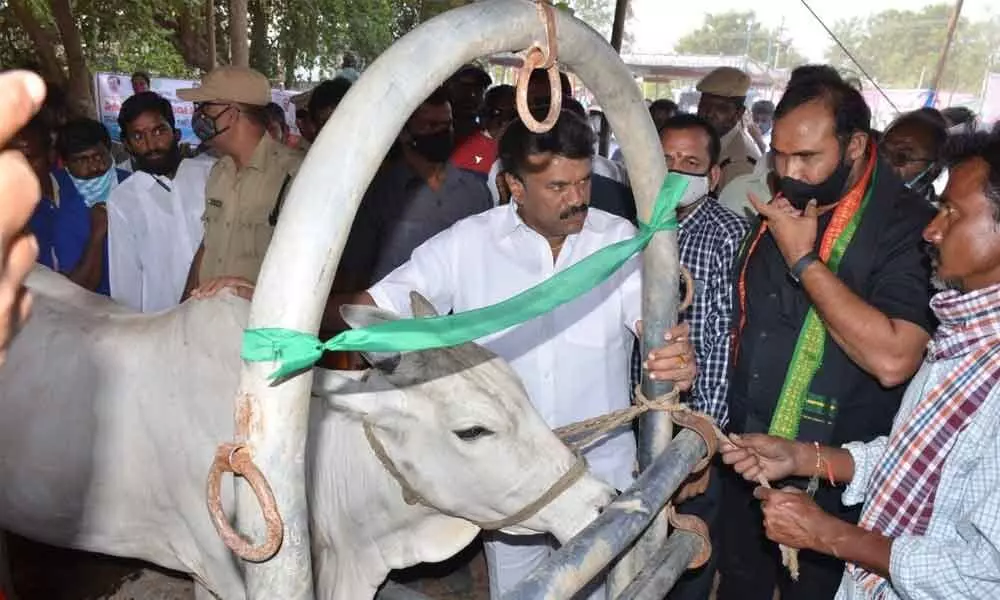 Animal Husbandry Minister Talasani Srinivas Yadav along with Kodad MLA Bollam Mallaiah Yadav interacting with a farmer