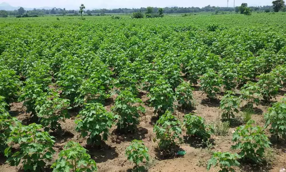 HT cotton cultivation is going on near border areas of Odisha state
