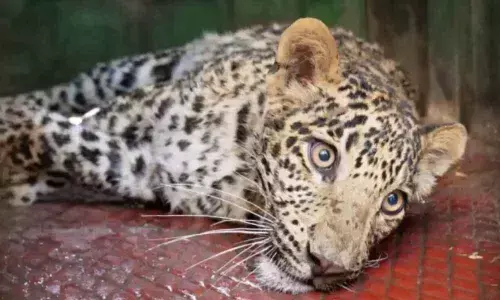 Leopard